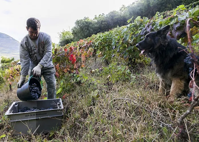 Gospodarstwo agroturystyczne Quinta De Marrocos *