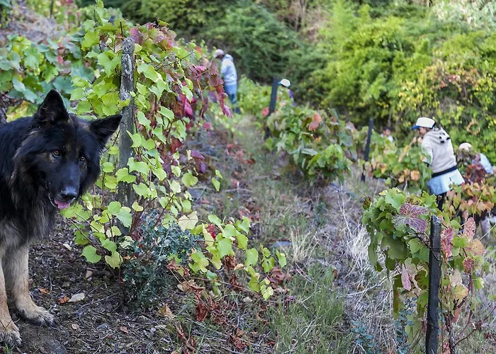 Quinta De Marrocos *
